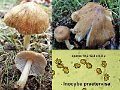 Inocybe praetervisa-amf2042
